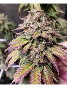 Bubba Diagonal x Purple Punch 3 Samen - PCG