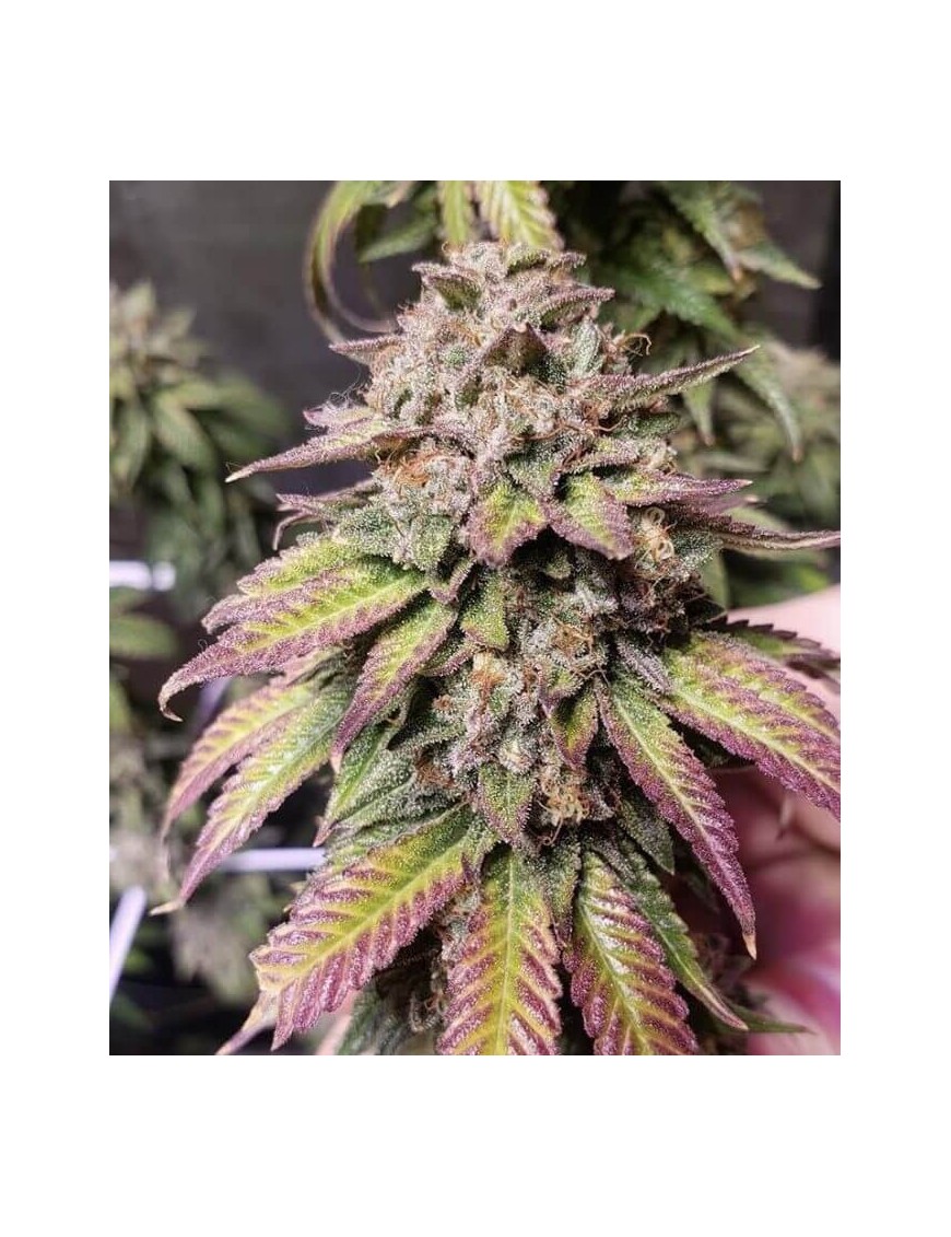 Bubba Diagonal x Purple Punch 3 Samen - PCG