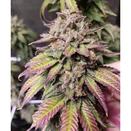 Bubba Diagonal x Purple Punch 3 Samen - PCG