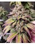 Diagonal x Purple Punch 3 seeds - PCG