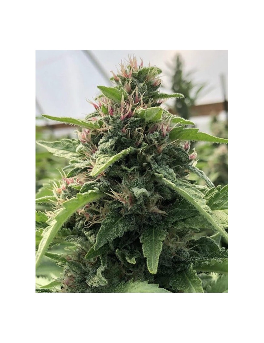 Papaya x THC Bomb 3 Samen - PCG