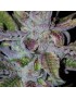 Runtz x Strawnana 3 seeds - PCG