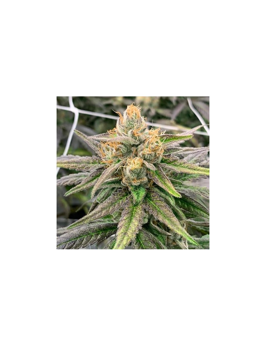 Gespenstischer Zug Haze 6 samen - Rare Dankness