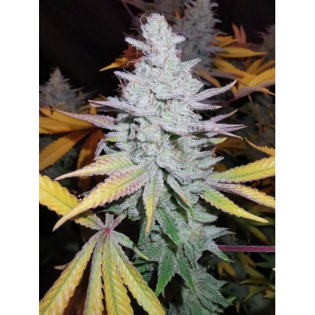 Peyote Feminiz-Forum.- Rare Dankness