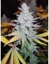 Peyote Feminiz-Forum.- Rare Dankness