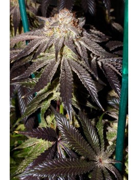 Alaskan Purple Feminiz.-...