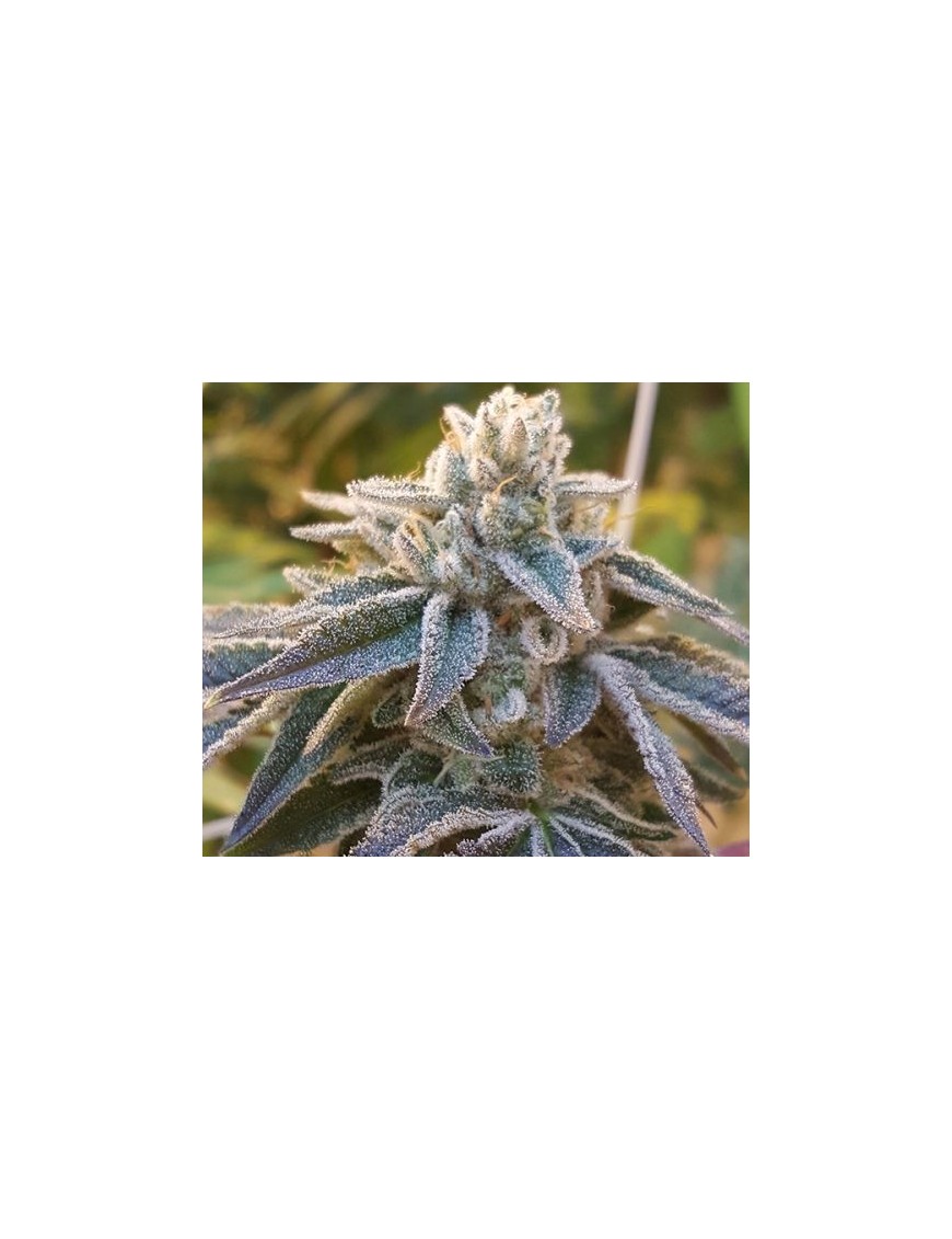 Pamelina 12 seeds - Rare Dankness