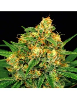 Mandarina Kush 12 semillas...