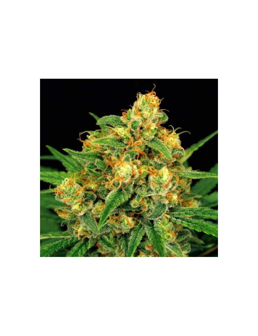 Mandarina Kush 12 semillas - Rare Dankness