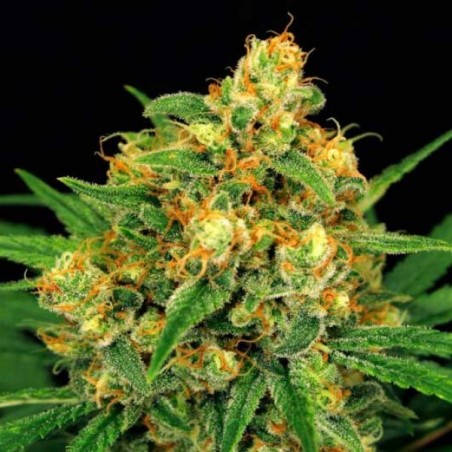 Tangerine Kush 12 seeds - Rare Dankness