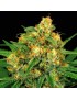 Tangerine Kush 12 seeds - Rare Dankness