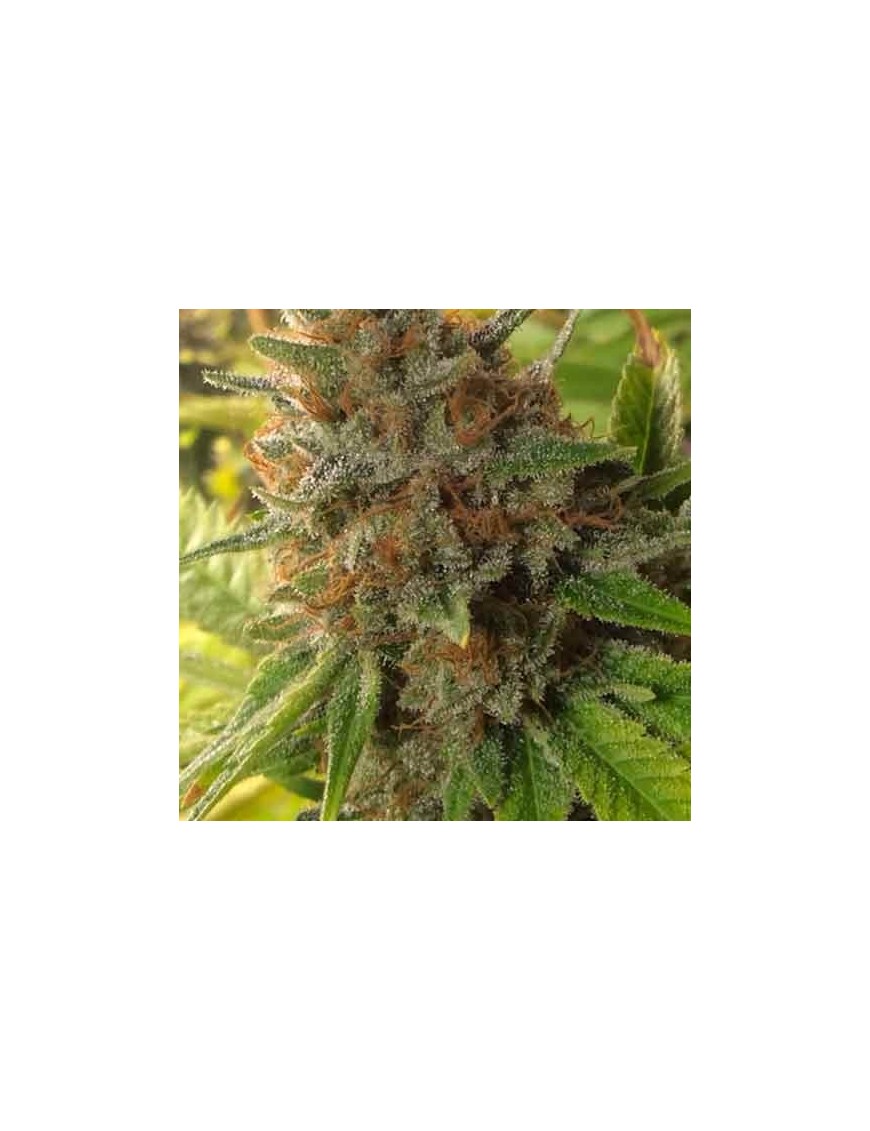 Harlox 12 seeds - Rare Dankness