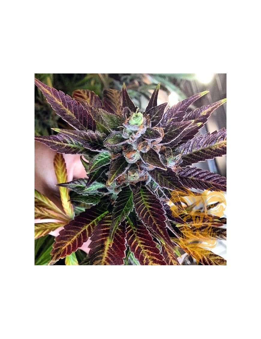 Dank Commander 12 semillas - Rare Dankness