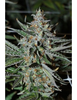 Bubba's Trainwreck Haze n.1...