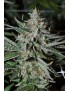 Bubba's Trainwreck Haze n.1 12 semi - Rare Dankness