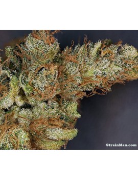 Pineapple Hash 12 semi -...