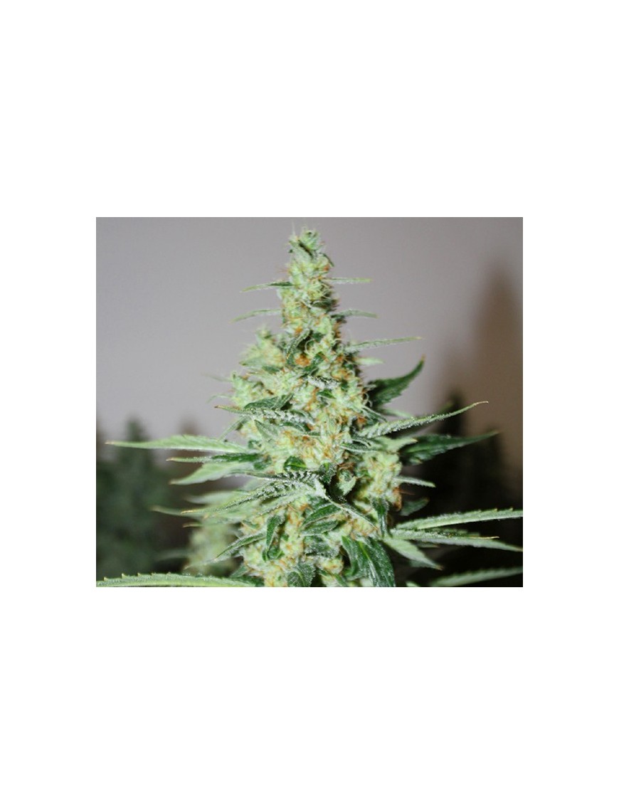 Tangerine Trainwreck Haze 12 seeds - Rare Dankness