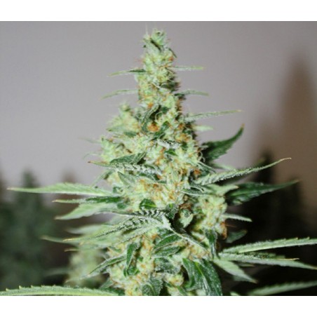 Tangerine Trainwreck Haze 12 seeds - Rare Dankness