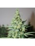 Tangerine Trainwreck Haze 12 seeds - Rare Dankness