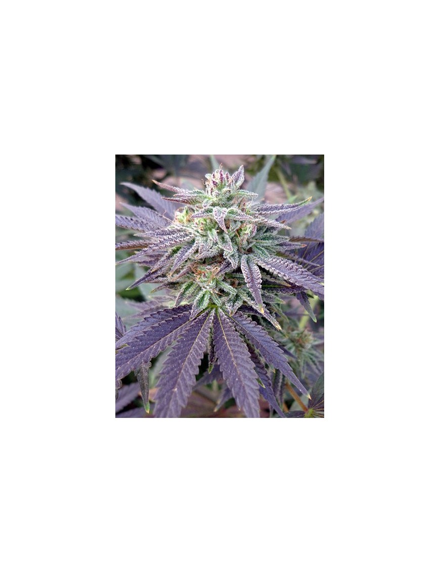 Blue OX 12 seeds - Rare Dankness