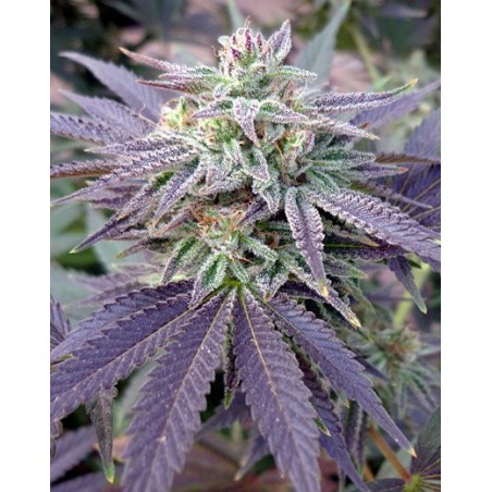 Blue OX 12 seeds - Rare Dankness