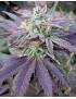 Blue OX 12 seeds - Rare Dankness