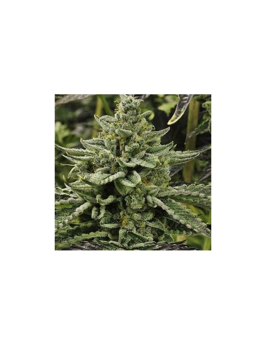 Longs Peak Blue 12 seeds - Rare Dankness