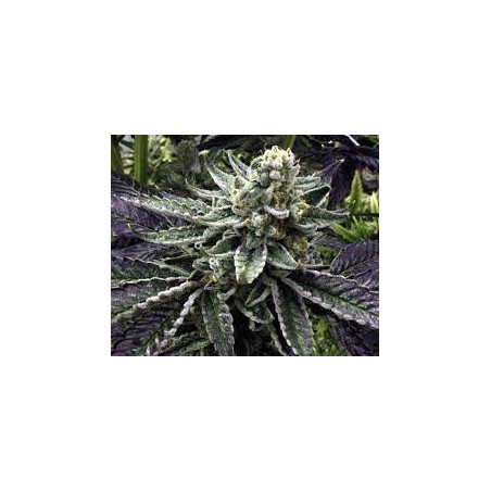 Beach Bum Haze 12 seeds - Rare Dankness