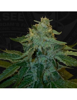 MelonSicle Feminiz.5 semillas - THSeeds