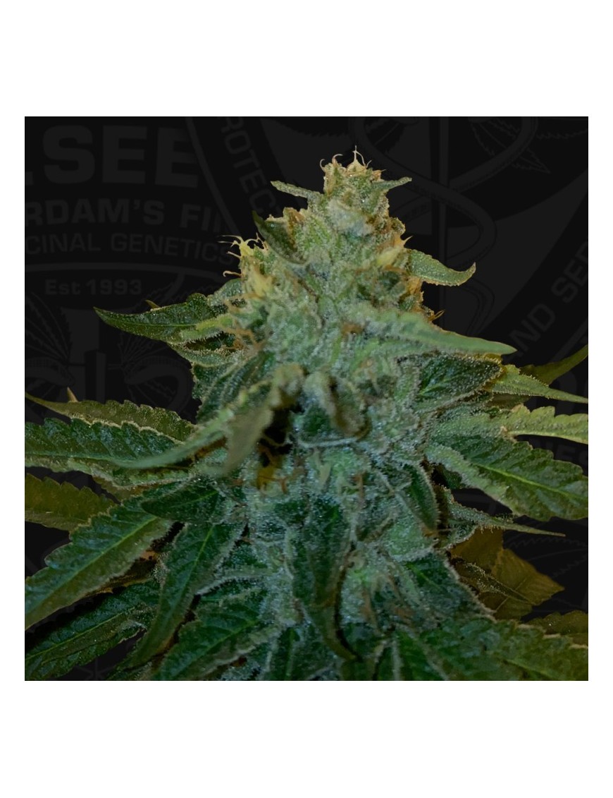 MelonSicle Feminiz.5 semillas - THSeeds