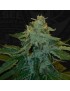 MelonSicle Feminiz.5 semillas - THSeeds