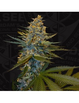 Banana Candy Krush Feminiz.5 Samen - THSeeds