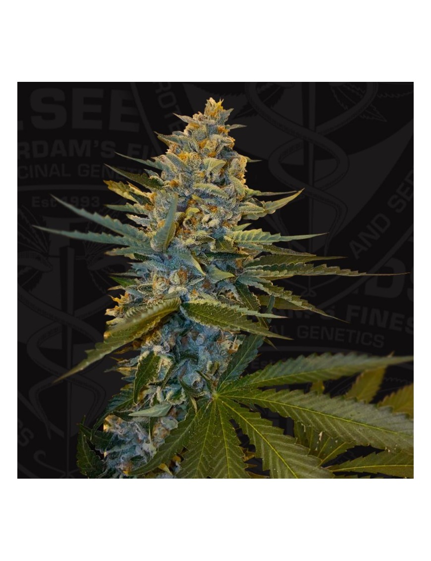 Banana Candy Krush Feminiz.5 Samen - THSeeds