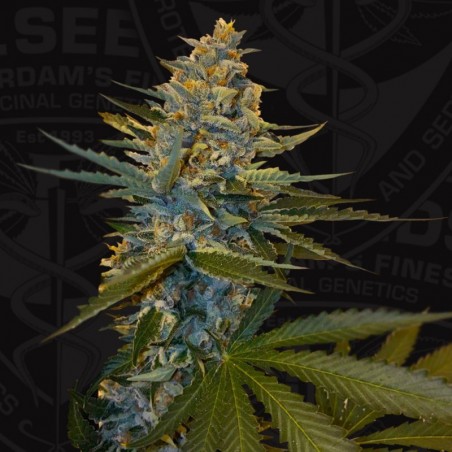 Banana Candy Krush Feminiz.5 Samen - THSeeds