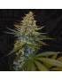 Banana Candy Krush Femminiz. 5 seeds - THSeeds