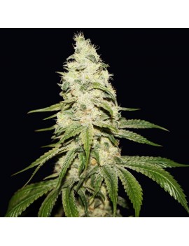 Mont Blanc Feminiz.5 semillas - THSeeds