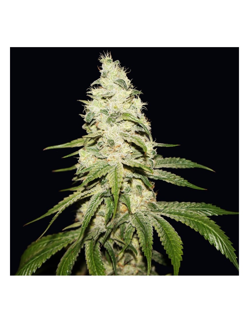 Mont Blanc Feminiz.5 semillas - THSeeds