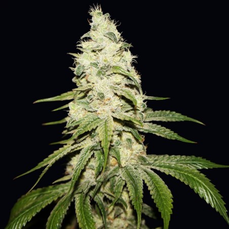 Mont Blanc Feminiz.5 semillas - THSeeds