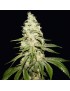 Mont Blanc Feminiz.5 semillas - THSeeds