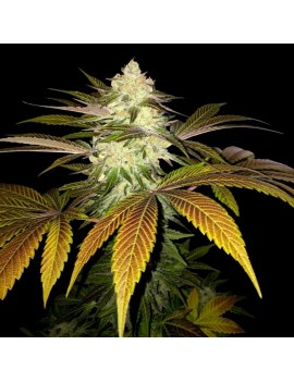 Naranja Feminiz.6 semillas - THSeeds