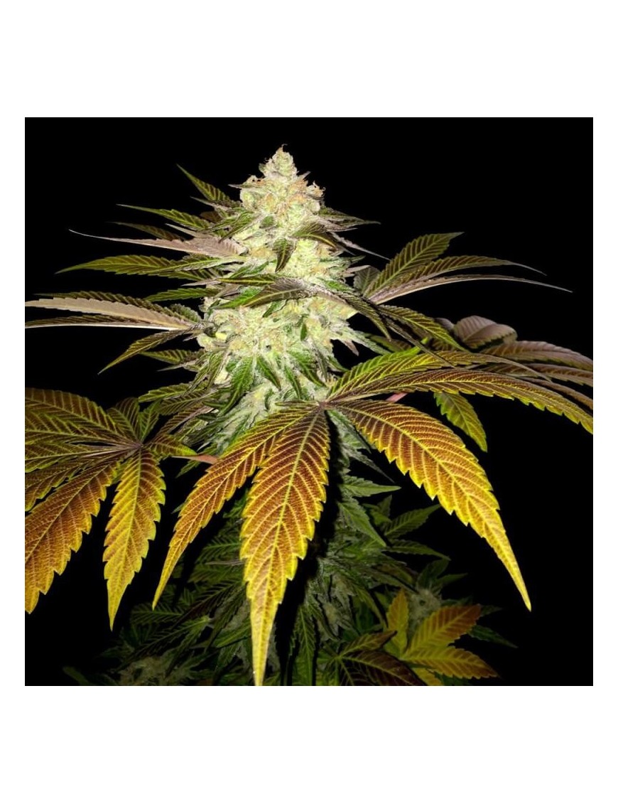 Naranja Feminiz.6 semillas - THSeeds