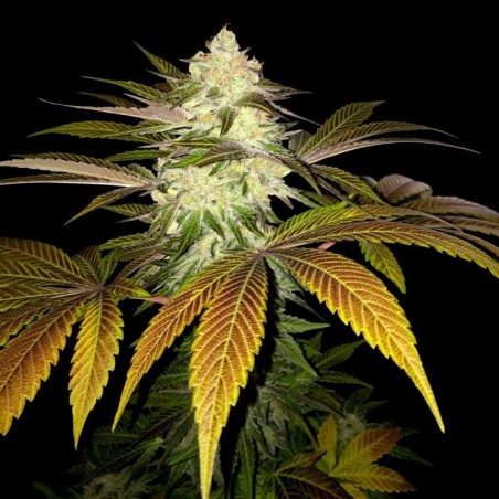 Naranja Feminiz.6 semillas - THSeeds