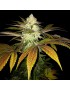 Naranja Feminiz.6 semillas - THSeeds