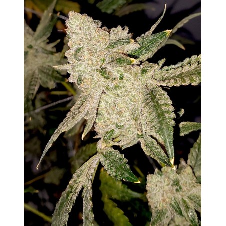 Helado Cake Femminiz. 6 semillas - THSeeds