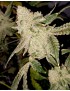 Helado Cake Femminiz. 6 semillas - THSeeds