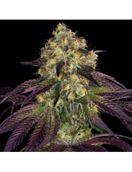 Cuchillo Do-Si-Dos x SBC Femminiz. 6 semillas - THSeeds