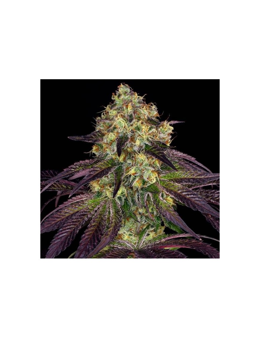 Cuchillo Do-Si-Dos x SBC Femminiz. 6 semillas - THSeeds