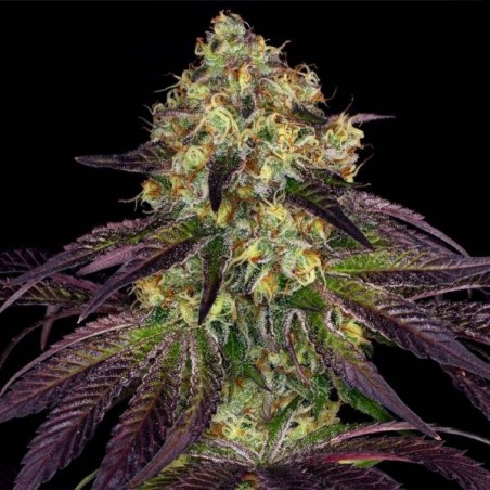 Cuchillo Do-Si-Dos x SBC Femminiz. 6 semillas - THSeeds