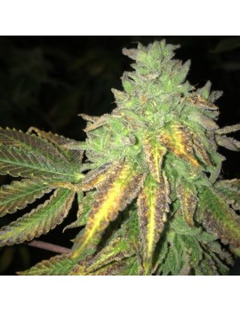 Shiloh Z Feminiz.5 semillas - THSeeds