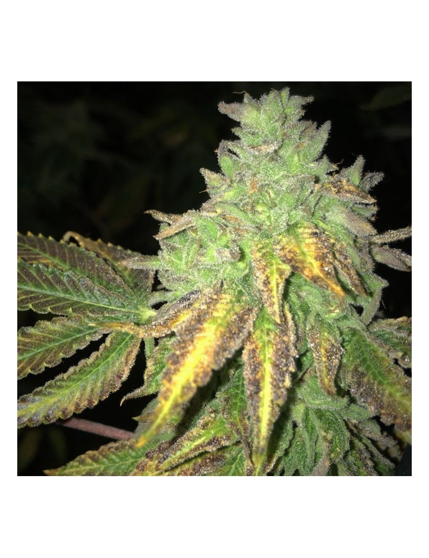 Shiloh Z Feminiz.5 semillas - THSeeds